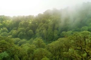 Parque Nacional Los Quetzales