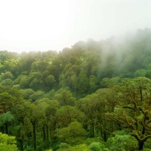 Parque Nacional Los Quetzales